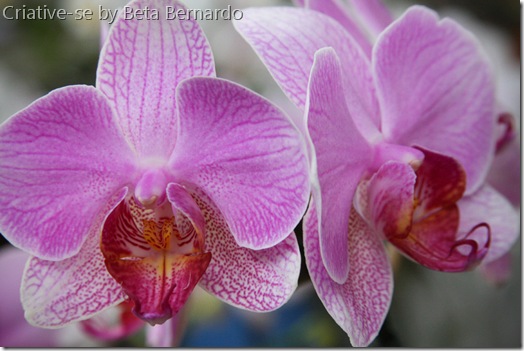 orquidea 4 menor