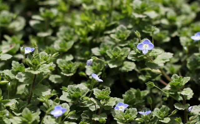 Veronica Persica Flowers Pictures