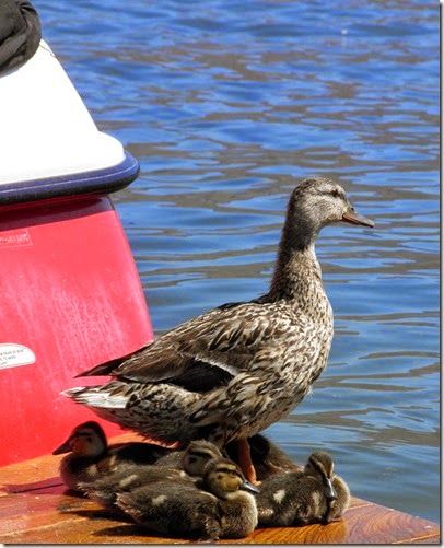 Duck-5_Barb-Derksen Duck-5_Barb-Derksen