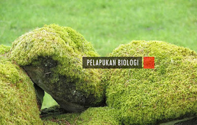 Pelapukan Biologi