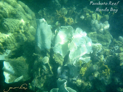 Pambato Reef