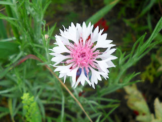 Bachelor’s Buttons (Centaurea Cyanus) at White Rock Lake, Dallas, TX