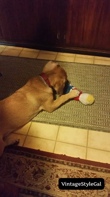 Pup playing with Mr. Bill