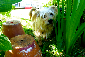 Louie, dog, family pet, miniature pinscher, terrier