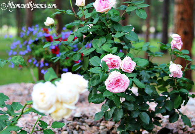 Roses-English-Garden-Tips-Hardiness Zones