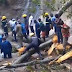 20 persons dead as huge tree crashes (photo)