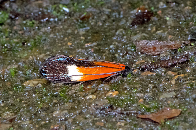 Coryptilum rutilella a day-flying moth