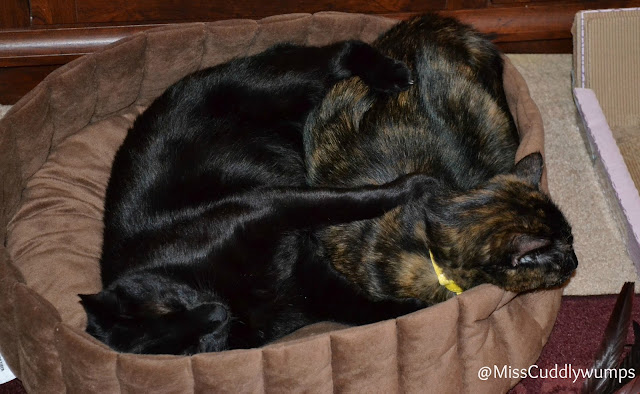 Jack and Real Cat Paisley often slept together