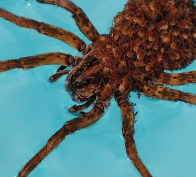 Spiders In Florida. florida and spiders active