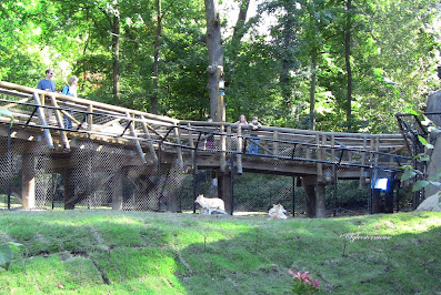 walkway above the wolf enclosure at the Memphis zoo