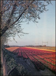 tulpen4