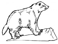 Badger Coloring Pages Realistic