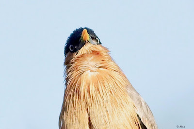 "Brahminy Starling - Sturnia pagodarum, potrait shot."