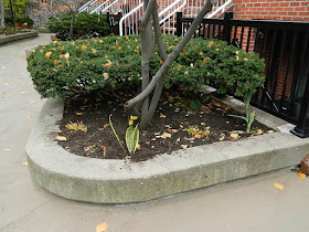 Toronto Garden District Courtyard Fall Cleanup After by Paul Jung Gardening Services--a Toronto Organic Gardening Company