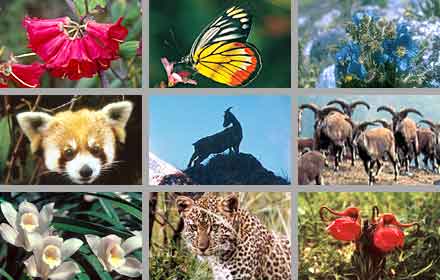 Pengetahuan AlamInilah Faktor-faktor Penyebab Keragaman Flora dan Fauna