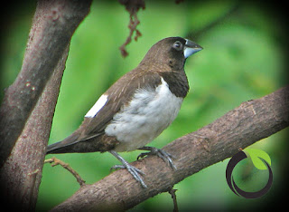 Mengenali hama burung pipit (manuk piit)