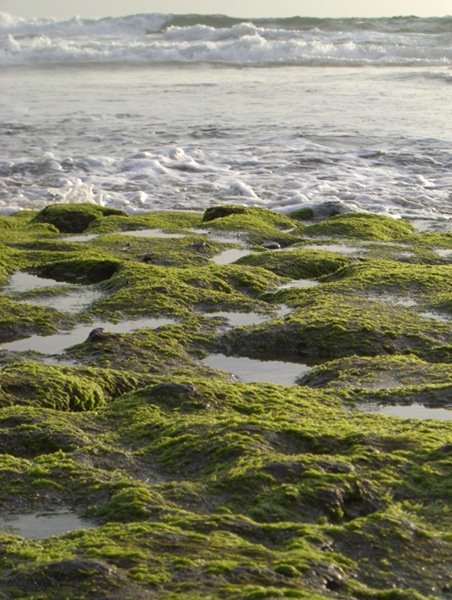 sea-grass
