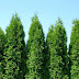 Green Giants Unleashed: Excelling At Arborvitae Gardening