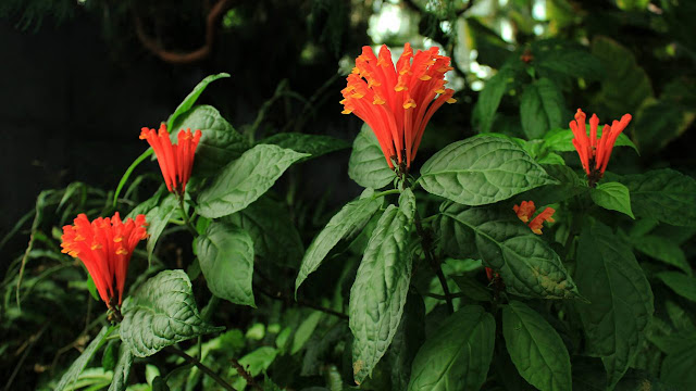 Dicas e cuidados sobre a Escutelária-da-costa-rica ou Scutellaria costaricana