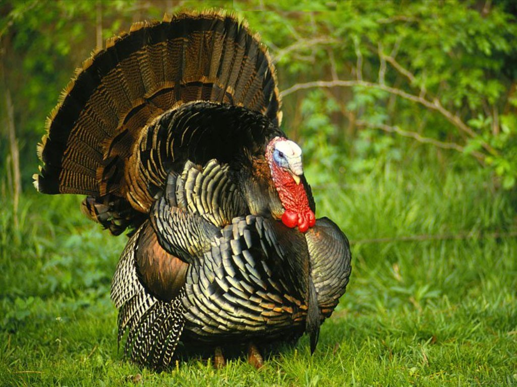 Picture Of A Turkey 4