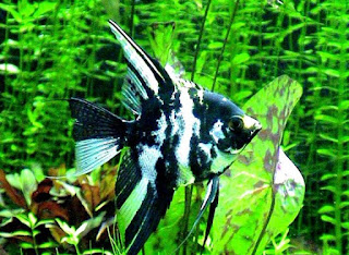 Jnis Marble Angelfish