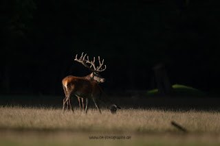 Naturfotografie Hirschbrunft Rothirsch Olaf Kerber