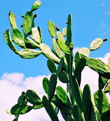 Nopal