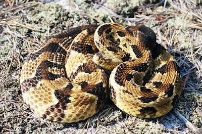 Picture of a Timber Rattlesnake, the alike that bite Christina Ryan, Tennessee Mrs. America Contestant