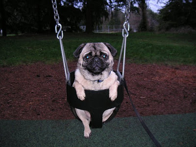 Cute Swinging Dogs Seen On www.coolpicturegallery.us