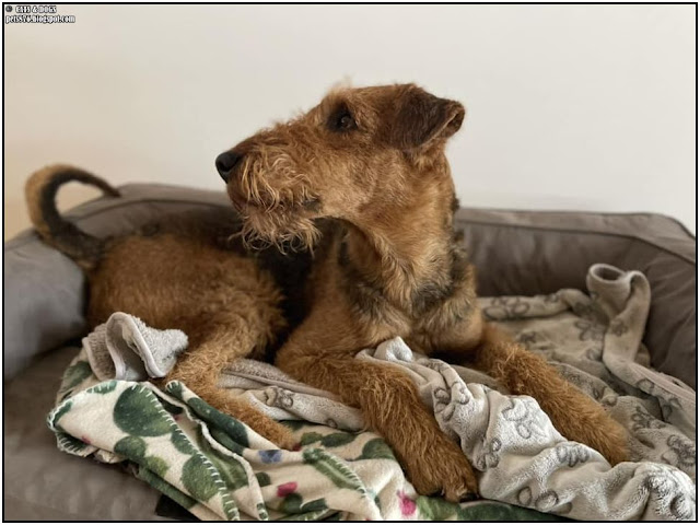 airedale terrier