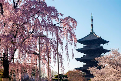 八重紅枝垂れ桜と東寺五重塔