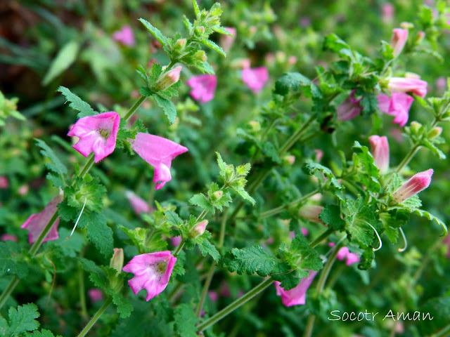 Phtheirospermum japonicum