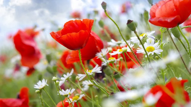 Baixe grátis papel de parede flores vermelhas na primavera em hd 1080p.