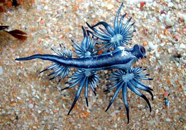 http://photofun4u.com/strange-but-exquisite-creatures