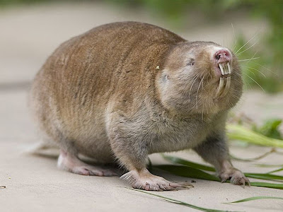 rata topo de las dunas Bathyergus suillus