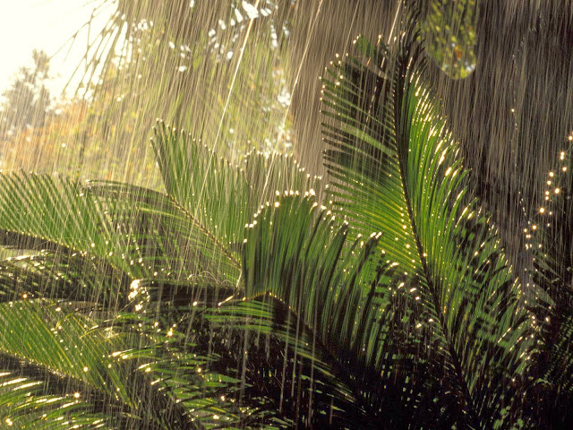 Green Rain, Rain Nature Wallpaper