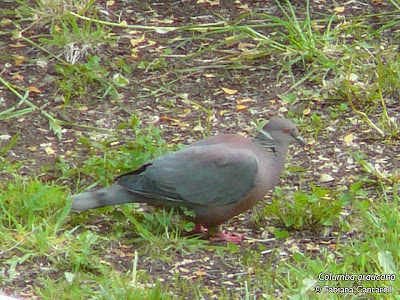 paloma araucana Columba araucana