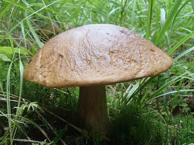 borowik szlachetny Boletus edulis, jadalne borowiki