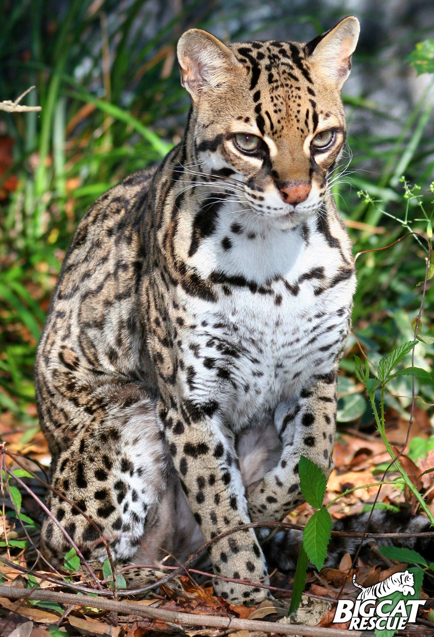 An Ocelot cat