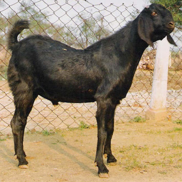 PSR Goat farm in tamilnadu