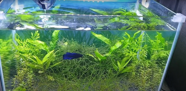 Betta Tank Size