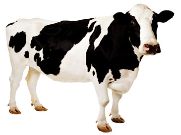  contoh  proposal permohonan bantuan pengadaan sapi contoh  