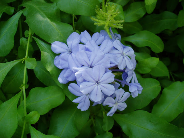 Flores del JAZMÍN DE CIELO: Plumbago auriculata