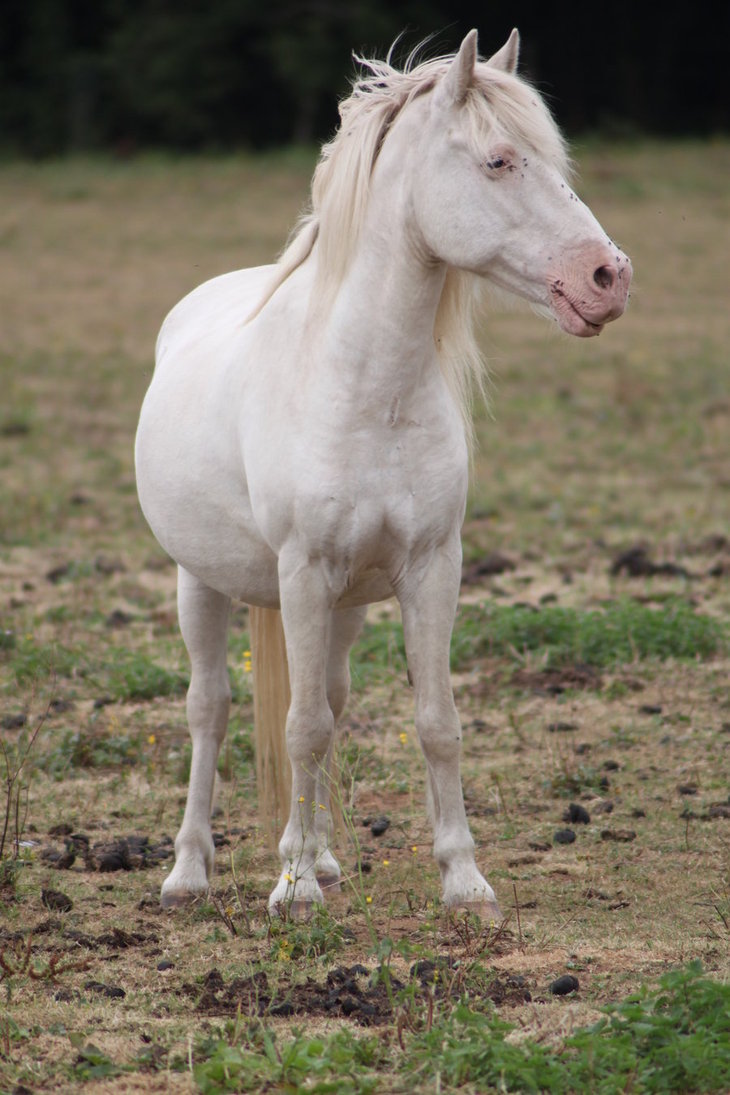 Pony | A-Z List of 125 Rare Albino Animals [Pics]