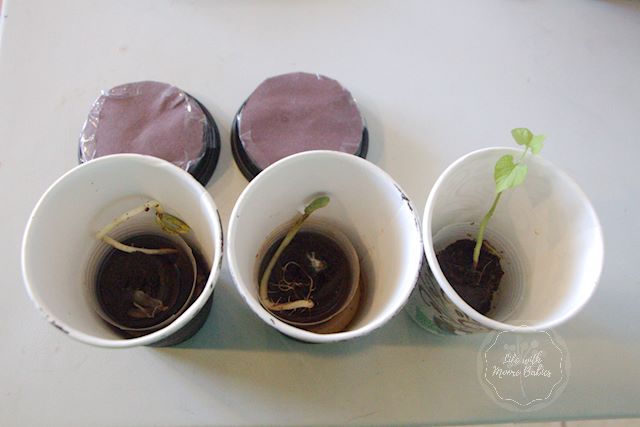 Results showing plants do follow light.