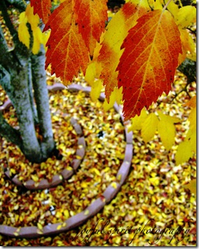 autumn watermark