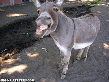 donkey1