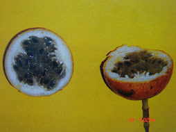 2.- GRANADILLA