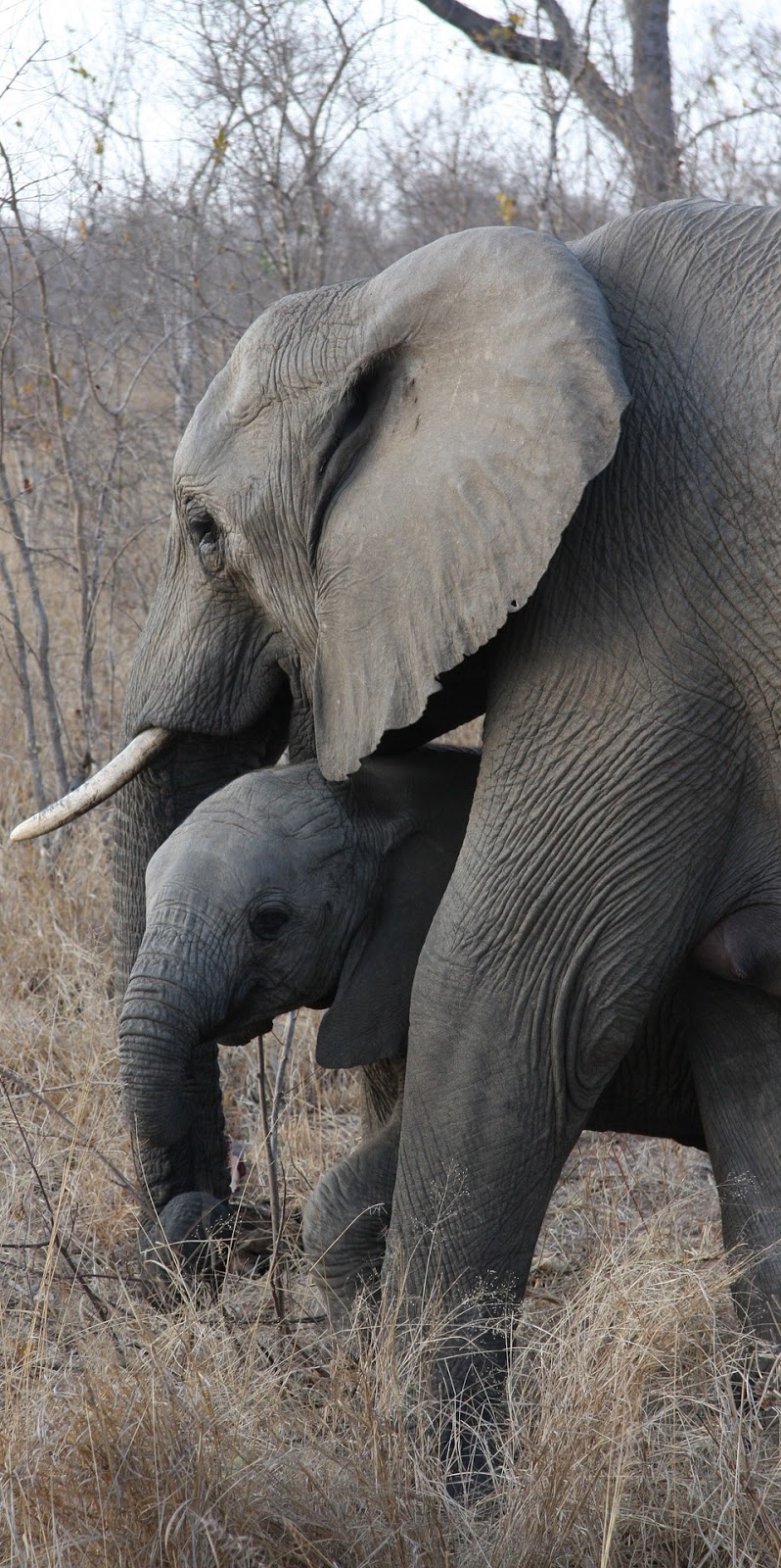 Baby elephant with her mother.