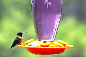 hummingbird at feeder, early May last year